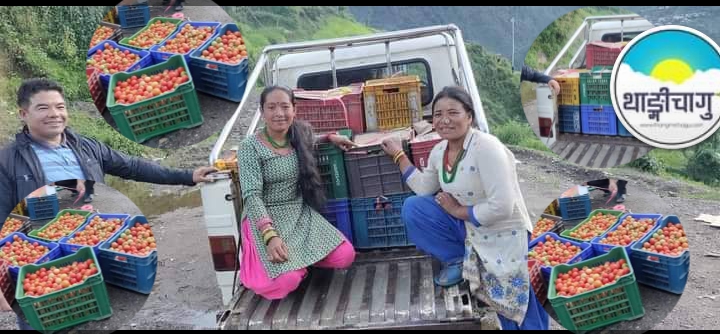 दोलखाको अर्गानिक टमाटरले भाउ नपाउँदा कृषक चिंतित ।।।