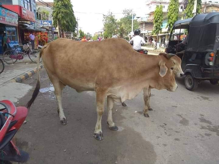 लाहान नगरपालिका भाषणमा सीमित हुदै ।।।।