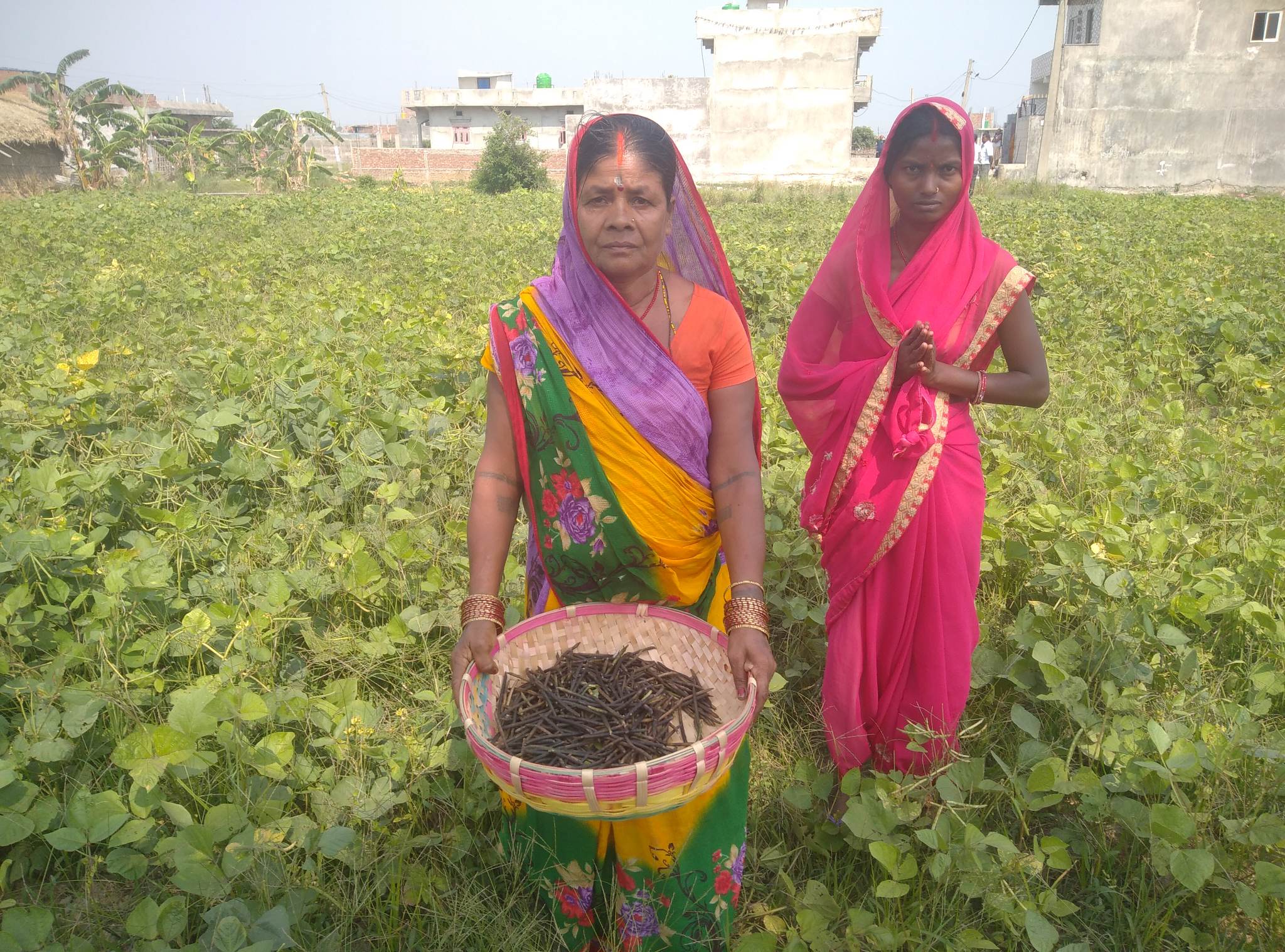 माहिला कृषक समूह दलहन खेतीमा आकर्षित ।।।