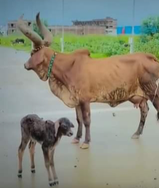 गाईकसलेखान्थे .?रमेश थाङ्मी छडके सलाम
