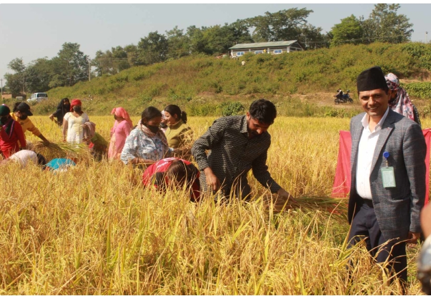 नेपाल कम्युनिस्ट पार्टी विप्लवले लगाएको धान प्रमुख जिल्ला अधिकारीले काटे