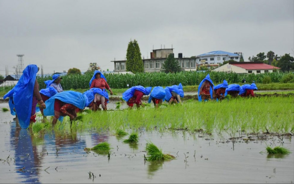 देशभरि ३९ प्रतिशत धान रोपाइँ, मधेशमा २६ प्रतिशत मात्रै