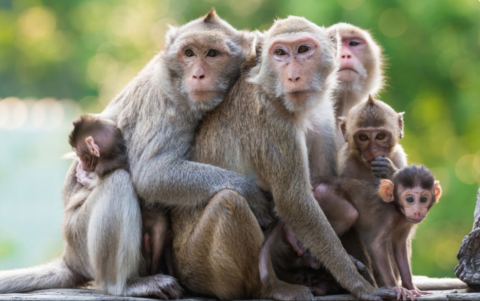 बागलुङमा बढ्यो बाँदर आतङ्क