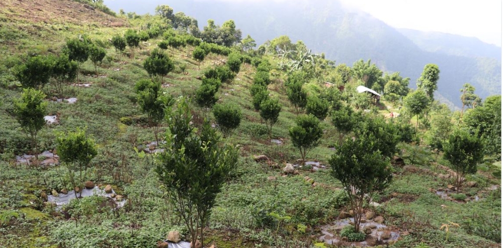 सुन्तलाका बिरुवामा ग्रिनिङ र सिट्रस रोग देखियो, किसान चिन्तित