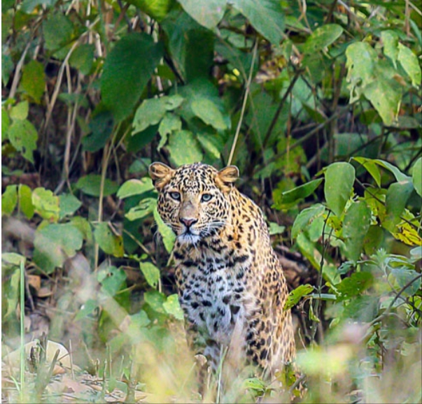 तनहुँमा ८ वर्षमा चितुवाले लियो १४ बालबालिकाको ज्यान