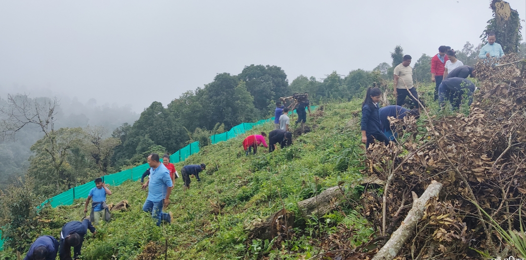 विद्यालयको बाँझो जमिनमा रोपियो १७ हजार चियाको बिरुवा