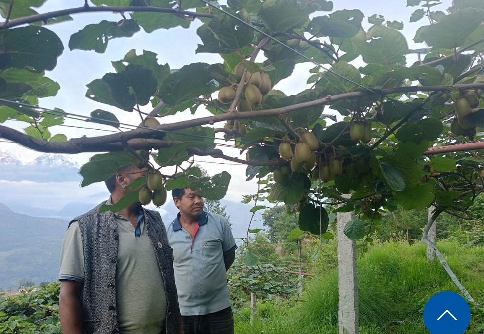 मकै र कोदो खेतीको विकल्पमा किबी