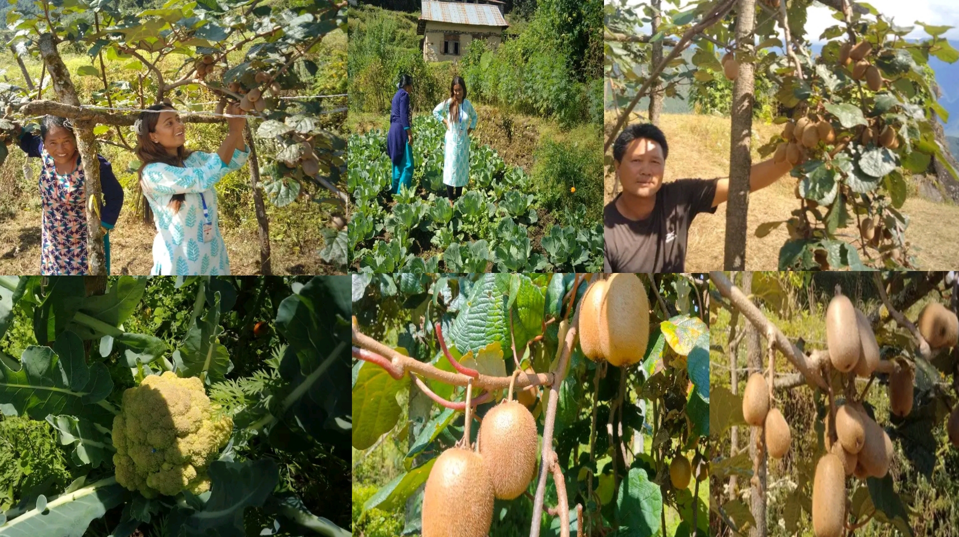 कालिन्चोक गाउँपालिका-१ डुसिखर्कमा कृषकलाई बिउबिजन वितरण तथा खेती अनुगमन कार्यक्रम सम्पन्न ।।।