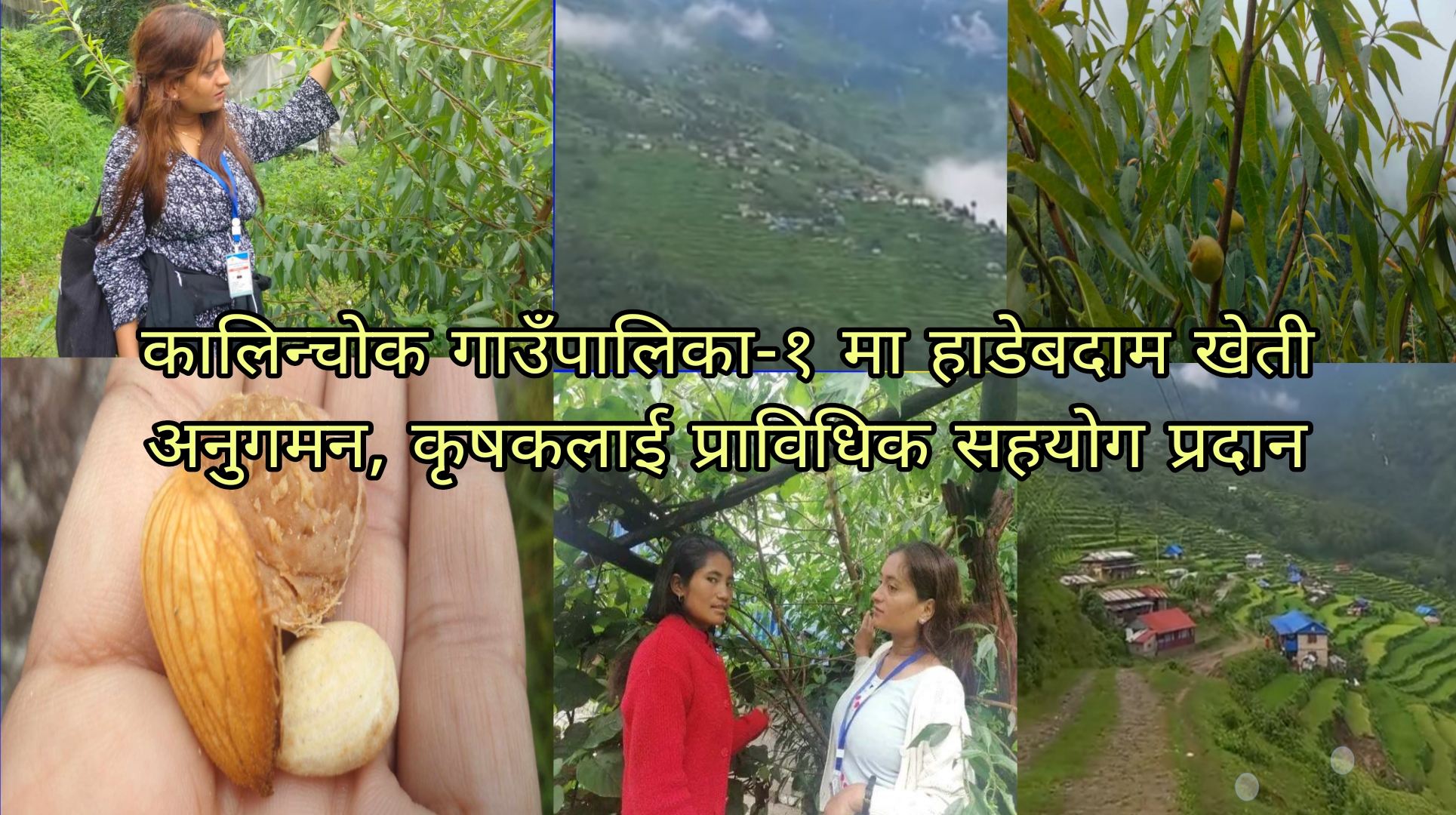 कालिन्चोकमा हाडेबदाम (Almond) खेतीको अनुगमन, कृषकलाई प्राविधिक सहयोग ।।।