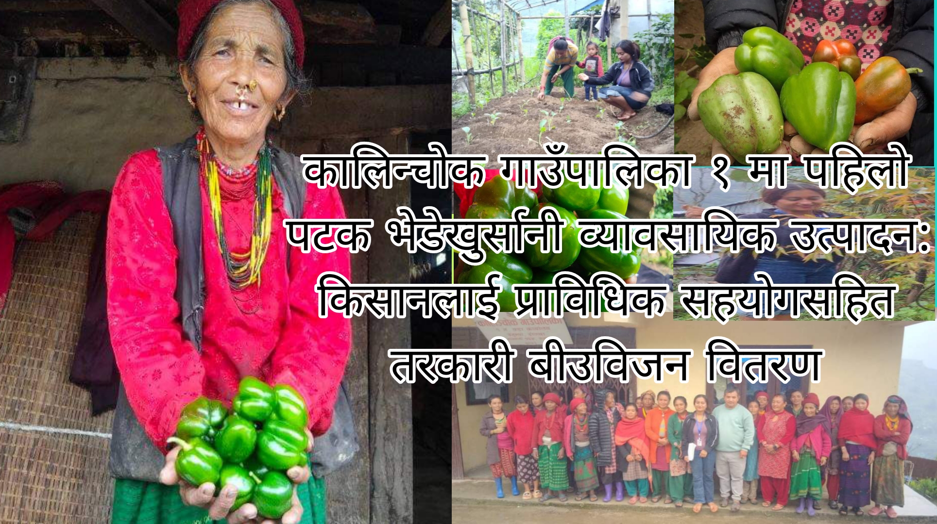 कालिन्चोक गाउँपालिका १ मा पहिलो पटक भेडेखुर्सानी उत्पादन: कृषकहरूलाई प्राविधिक सहयोगसहित विभिन्न तरकारी बीउविजन वितरण ।।।