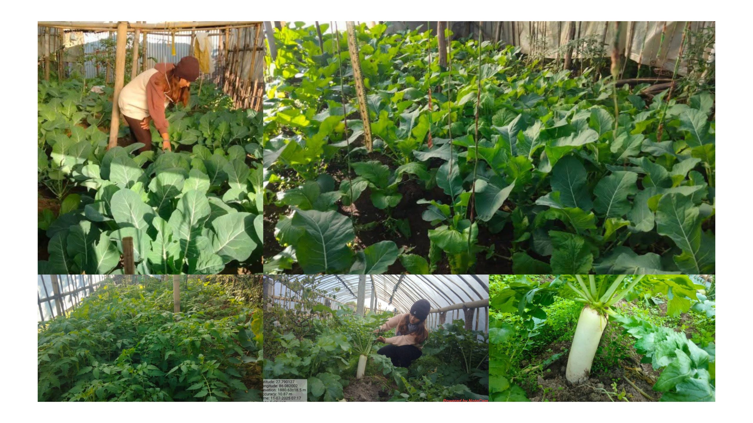 कालिन्चोक गाउँ पालिका १बेगुम्पा कृषक समूहलाई तरकारी बिउ वितरण तथा प्राविधिक सल्लाह